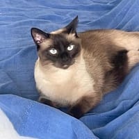 Sami sucht ein liebevolles Zuhause, Kater zur Adoption