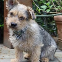 Levin ein Hundeherz aus Gold, Hund zur Adoption
