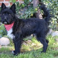 Twix - 8 kg Zwerg su. aktive Zweibeiner, Hund zur Adoption