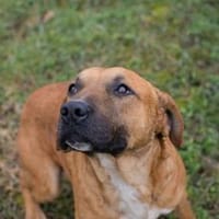ZINO - menschenfreundlich und offen, Hund zur Adoption