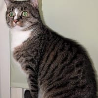 Sid sucht liebevolle Dosenöffner, Kater zur Adoption