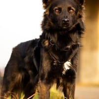 Traumhund für Kenner (Hütehunde), Hund zur Adoption