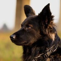Traumhund für Kenner (Hütehunde), Hund zur Adoption