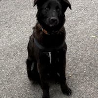 Oliver Oli  junger Border-Mix, Hund zur Adoption