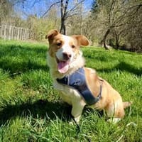 Stellina  Kleine Sonnenschein-Hündin su, Hündin zur Adoption