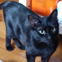 Ellie  junge Katze sucht Zuhause, Katze zur Adoption