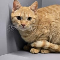 OLIVEE, m., kastr., EHK rotbraun, Kater zur Adoption
