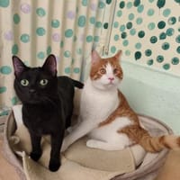 Asteris und Ilios aus dem Tierschutz, Kater zur Adoption