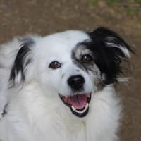 Hanyo, geb. ca. 12/2023, 41334 Nettetal, Hund zur Adoption