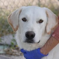 Cuqui unser aller Liebling Traumhund, Hund zur Adoption