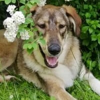 Junghündin Roxy - in Bayern (86576), Hündin zur Adoption