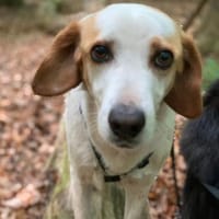 Lio - ein lebenslustiger Begleiter, Hund zur Adoption