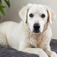 Cash freut sich auf Sie!, Hund zur Adoption