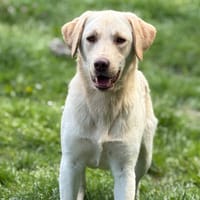 Asio CAA15318, chien à adopter