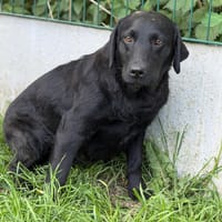 Ulkye CAA15316, chienne à adopter