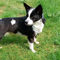 GHARIBA, chienne à adopter