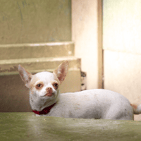 NEIGE OAA20016, chienne à adopter