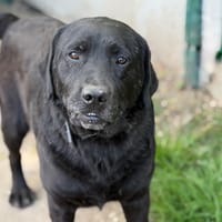 Super CAA15312, chien à adopter