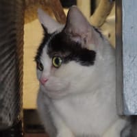 chipie, chatte à adopter