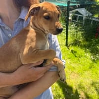 BROWINE, chienne à adopter
