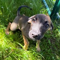 Noisette, chienne à adopter