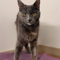 Maggie CAB5569, chatte à adopter