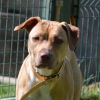 SOKA CHAO, chienne à adopter