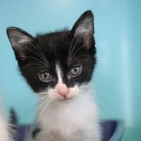 GREY HAB17563, chat à adopter