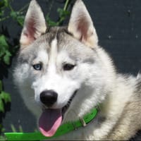 NISKA, chien à adopter