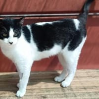 BIJELA, chatte à adopter