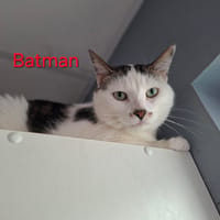 Batman, chat à adopter