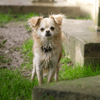 MILOU OAA20015, chien à adopter