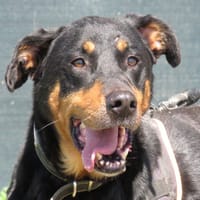 INDIANA, chienne à adopter
