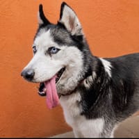 JUNE, chienne à adopter