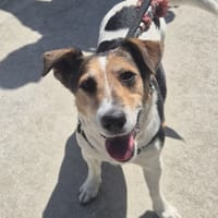 VIVI, chienne à adopter