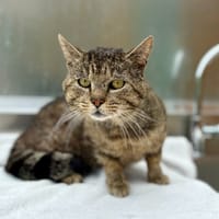 Oregon, chat à adopter