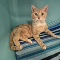 LEO, chat à adopter