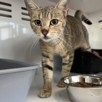 LISA, chatte à adopter
