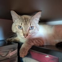SAMI, chat à adopter