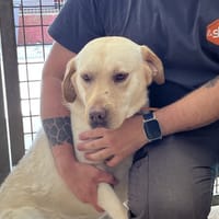 VIKING, chien à adopter
