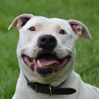 AYA, chienne à adopter