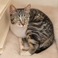 Arya, chatte à adopter