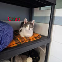 Cristi, chatte à adopter