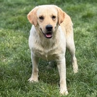 Vittel CAA15313, chien à adopter