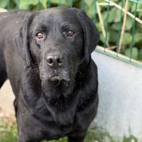 Sept CAA15319, chien à adopter