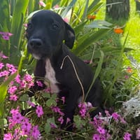 BELLE, chienne à adopter