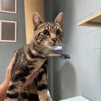 BIGGY, chat à adopter