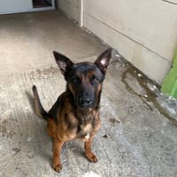 VOLT, chien à adopter