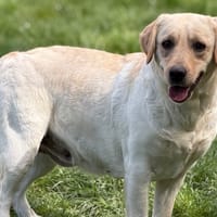 Venise CAA15317, chienne à adopter
