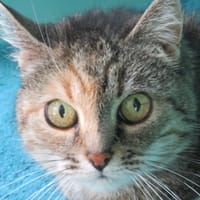 HOUPI, chatte à adopter